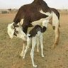 Profilbild von ربيع عودة