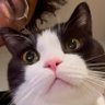 张有菜 profil fotoğrafı