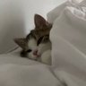 sasa 🐣 profil fotoğrafı