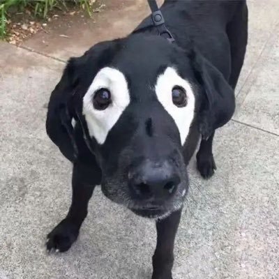 土狗- Crypto's profile picture