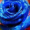 Sue Wolin's profile picture