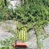 てんうんとうらい 的头像