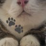 ima.猫🐾 profil fotoğrafı