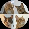 のんすけ profil fotoğrafı