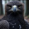 White Raven's profile picture