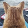 kang tidur profil fotoğrafı