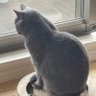 ねこ侍 的头像