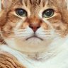 nekooyasai's profile picture