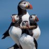🌊puffin🐬 的头像