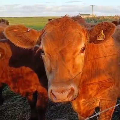 hightreebud's profile picture