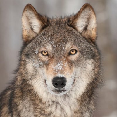 Domestic Terrorist 🐺's profile picture