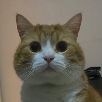 Pikaçu Sarıgöt's profile picture
