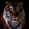 Jawad Haider.PMLN 的头像