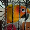 Cherry Pie's profile picture
