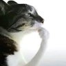 p :D profil fotoğrafı