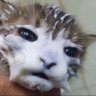 Sorisshin's profile picture