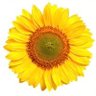 Фото профиля Sunflower Woo