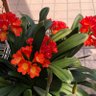Фото профиля しずか