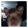 Richard Pickleshaft's profile picture