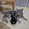 Meow Meow 🐈⬛️ 的头像