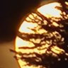 Fr33 Soul's profile picture