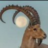 Profilbild von المشاغب