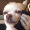 Profilbild von ปีศาจหมู