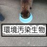 柴ちゃん❌ら・ば・え・る 的头像