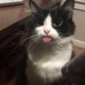 Staek's profile picture