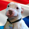Good boy's profile picture