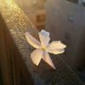 رقة الياسمين 🌼🤍 的头像