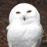 White Owl's profile picture