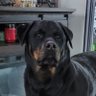 Hondo's profile picture
