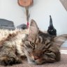 C profil fotoğrafı
