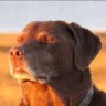 lacy's profile picture