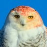 kerastatik profil fotoğrafı