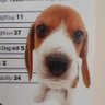 Aralez profil fotoğrafı