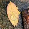 Elder Ninho's profile picture