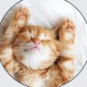 Profilbild von Daily Happy Pets 🐾