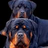 Rotti mum profil fotoğrafı