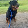 Profilbild von Rottweilers Rule
