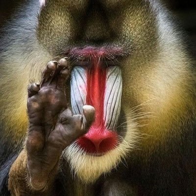 The Soulful Mandrill's profile picture