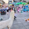 牛子's profile picture