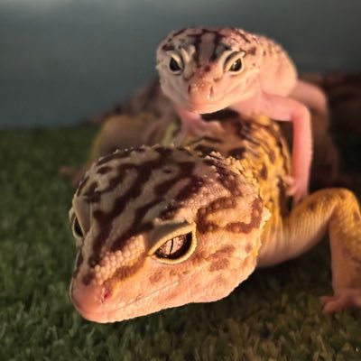 reptilelife27's profile picture