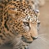 النمر الأسمر profil fotoğrafı