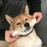 Profilbild von 麦兜