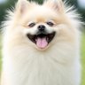 浜太夫's profile picture