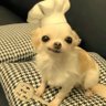 Profilbild von 仿生电子咩咩