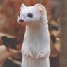 Profilbild von Weasel Tales