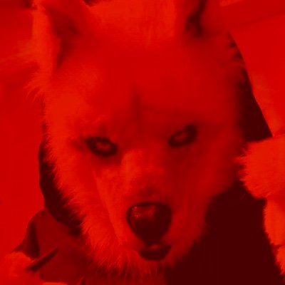 💀 Death Wolf 🐺's profile picture
